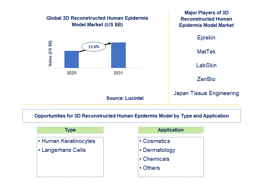 3D Reconstructed Human Epidermis Model Market Trends and Forecast
