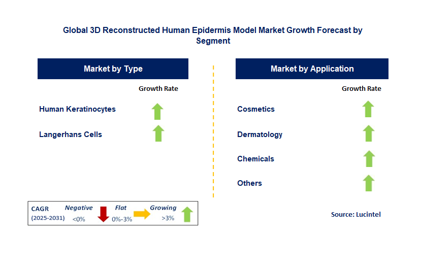 3D Reconstructed Human Epidermis Model Market by Segment