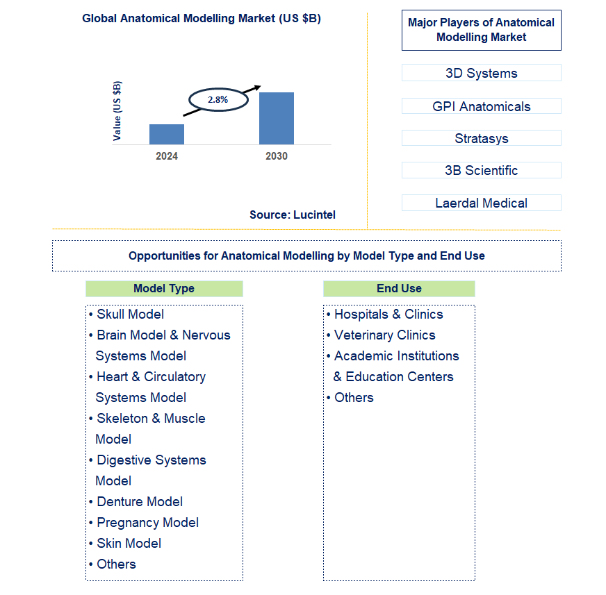 Anatomical Modelling Trends and Forecast