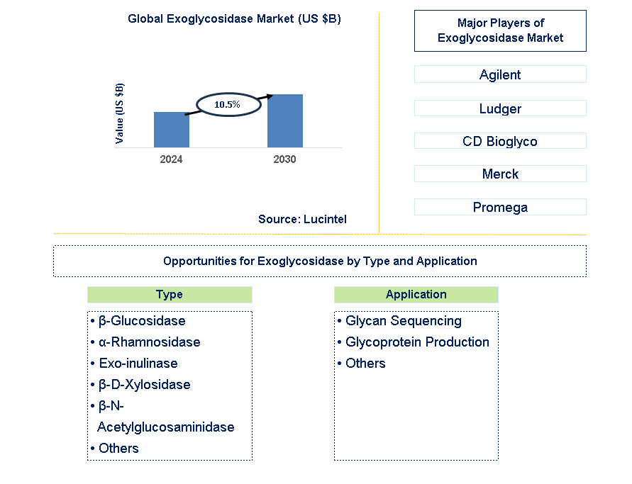 Exoglycosidase Trends and Forecast
