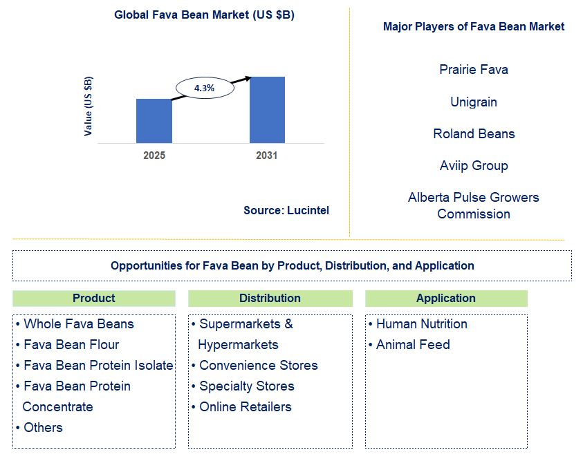 Fava Bean Market Trends and Forecast
