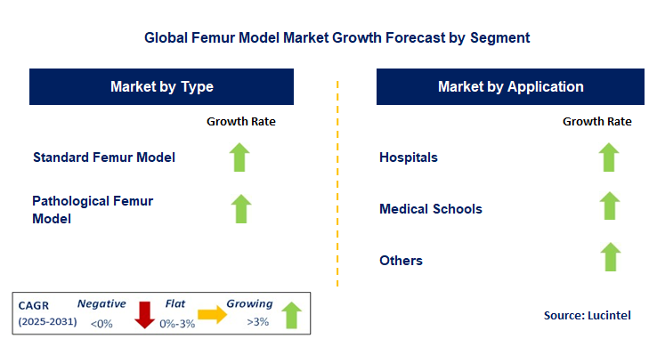 Femur Model Market by Segment