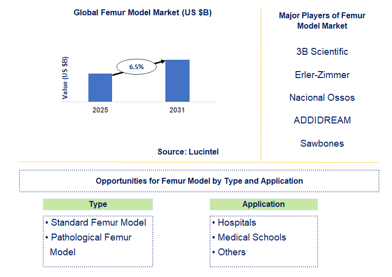 Femur Model Market Trends and Forecast