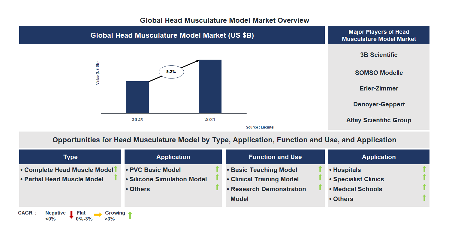 Head Musculature Model Market Trends and Forecast