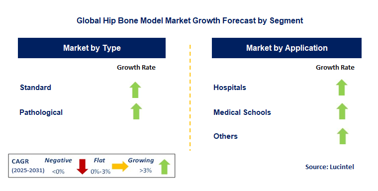 Hip Bone Model Market by Segment