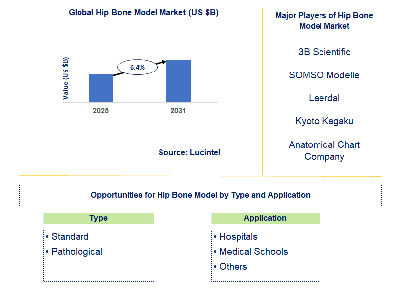 Hip Bone Model Market Trends and Forecast