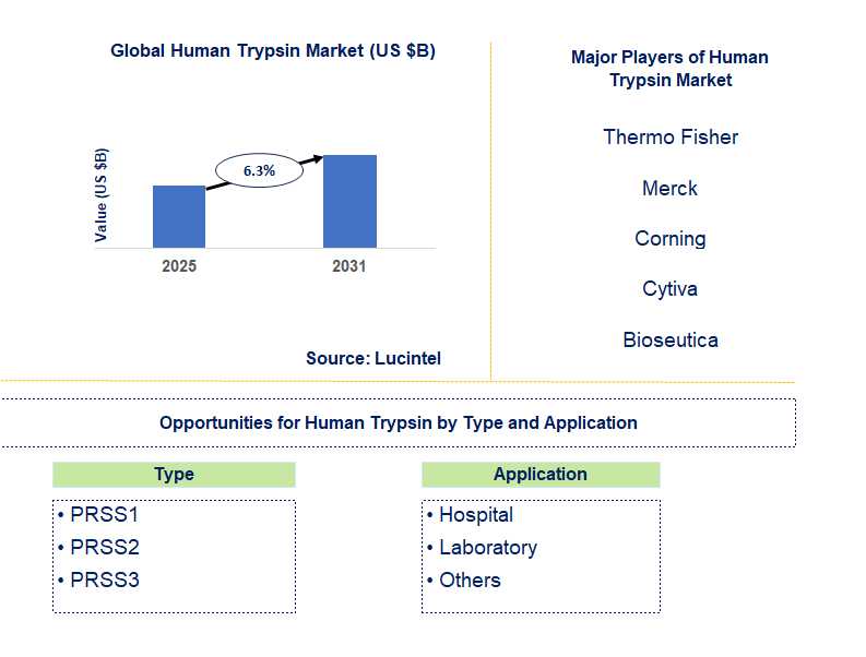 Human Trypsin Market Trends and Forecast