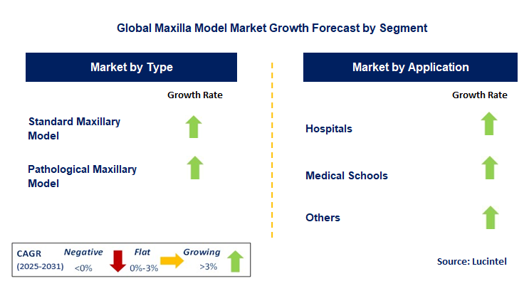 Maxilla Model Market by Segment