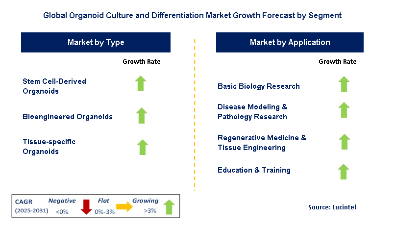 Organoid Culture and Differentiation Market by Segment