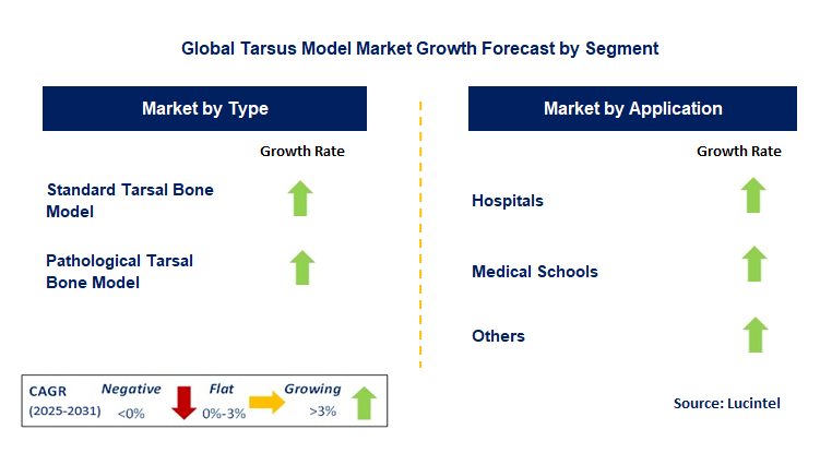 Tarsus Model Market by Segment