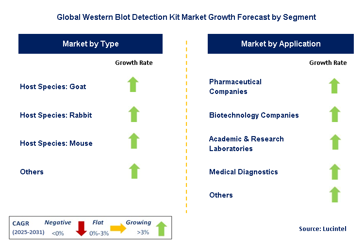 Western Blot Detection Kit Market by Segment